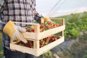 Cultivo de frutos rojos en invernadero