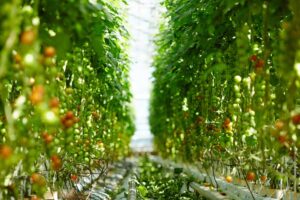 Los cultivos de invernadero más rentables